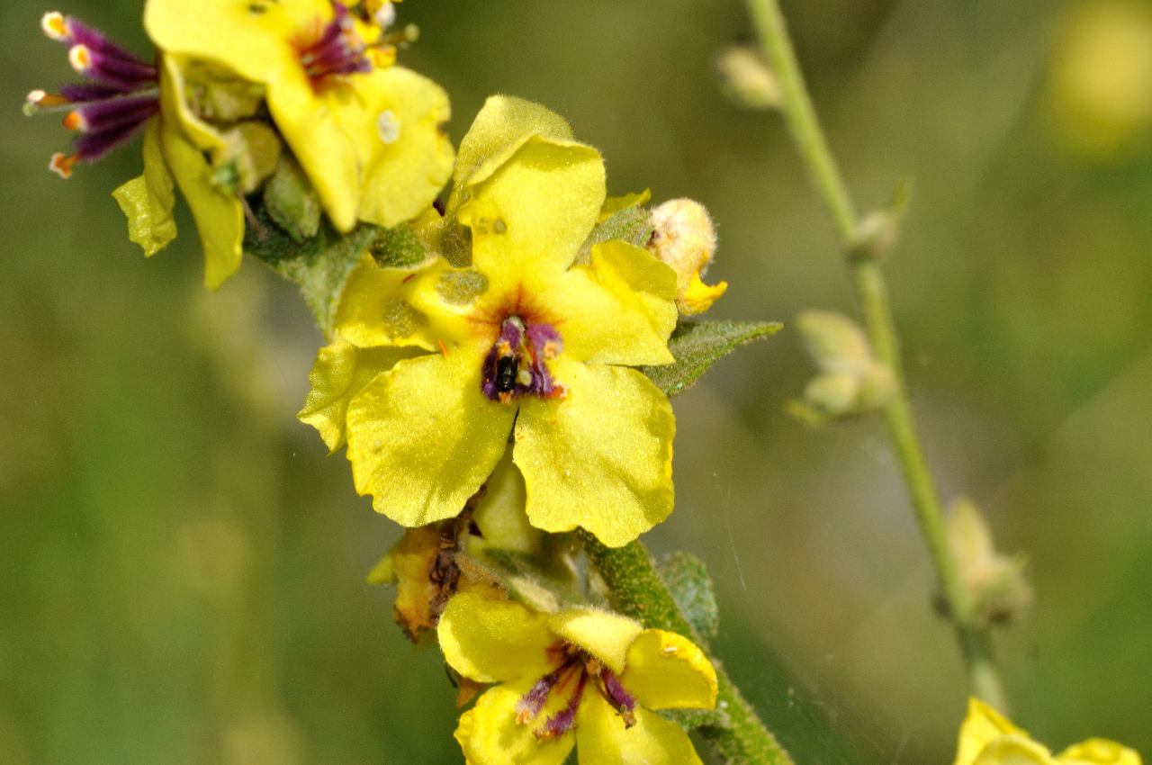 Verbascum sp.